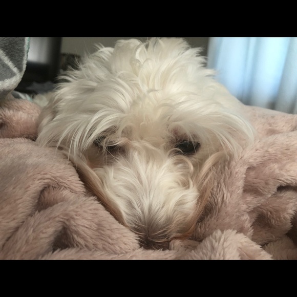 Meet your Posher, Arenie - Picture 1 of 1